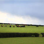 Cows in field (panoramic)