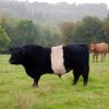 Henry Belted Galloway